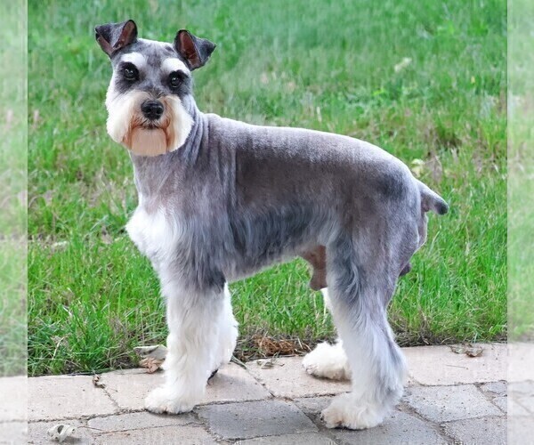 Medium Photo #1 Schnauzer (Miniature) Puppy For Sale in SYRACUSE, IN, USA