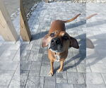 Small #1 Mutt