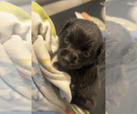 Small #1 Chiweenie
