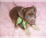 Small #7 Chihuahua