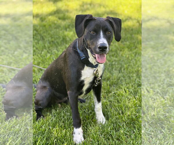 Medium Photo #4 Collie-Unknown Mix Puppy For Sale in Germantown, OH, USA