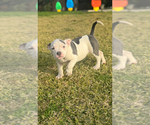 Small #24 American Bully