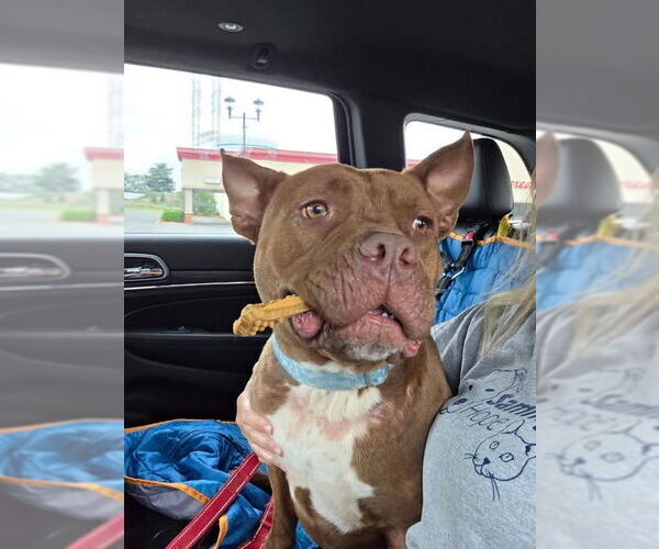 Medium Photo #27 American Staffordshire Terrier-Unknown Mix Puppy For Sale in Sayreville, NJ, NJ, USA