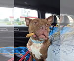 Small #26 American Staffordshire Terrier Mix