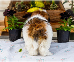 Small #3 Shih Tzu