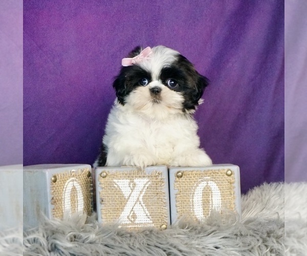 Medium Photo #8 Shih Tzu Puppy For Sale in WARSAW, IN, USA