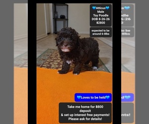 Poodle (Toy) Puppy for sale in TUCSON, AZ, USA