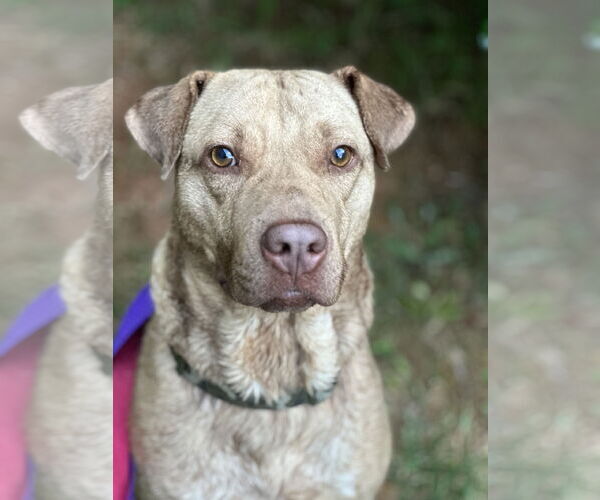 Medium Photo #11 Chinese Shar-Pei-Labrador Retriever Mix Puppy For Sale in Atlanta, GA, USA