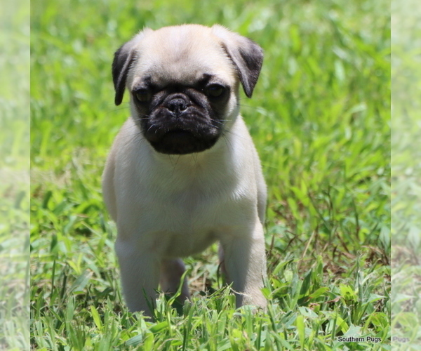 Medium Photo #22 Pug Puppy For Sale in WINNSBORO, TX, USA