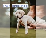 Small Photo #13 Labrador Retriever Puppy For Sale in MOBILE, AL, USA