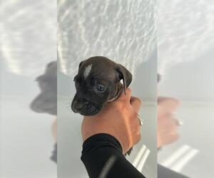 Boxer-Unknown Mix Dogs for adoption in Houston, TX, USA