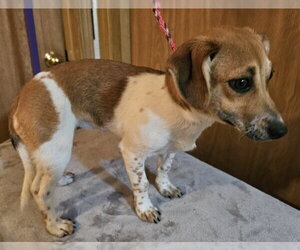 Francine - Female Chihuahua-Unknown Mix Dog for Adoption - Photo #2