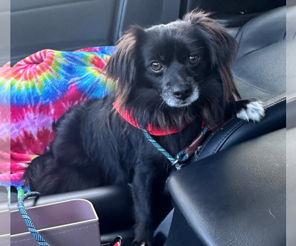 Medium Photo #2 Pomeranian-Unknown Mix Puppy For Sale in Los Angeles, CA, USA