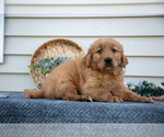 Small #3 Golden Retriever