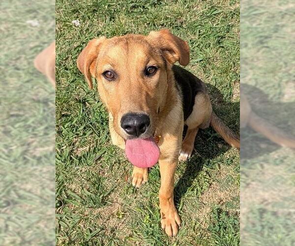 Medium Photo #1 English Coonhound-Unknown Mix Puppy For Sale in Plano, TX, USA