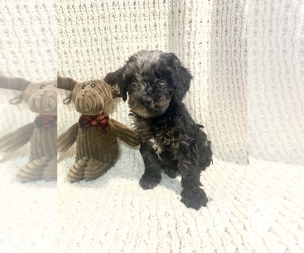 Medium Photo #1 Poodle (Standard) Puppy For Sale in FREDERICKSBURG, OH, USA