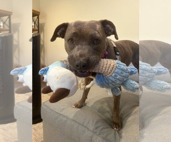Medium Photo #13 American Pit Bull Terrier-Unknown Mix Puppy For Sale in San Jose, CA, USA