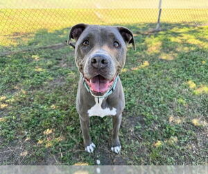 American Staffordshire Terrier-Unknown Mix Dogs for adoption in Ocala, FL, USA