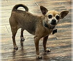 Small #2 Chihuahua Mix