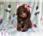 Small #5 Cavapoo (Miniature)