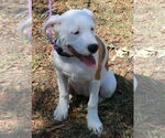 Small #2 Argentinian Mastiff-Great Pyrenees Mix