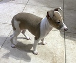Small Photo #11 Italian Greyhound Puppy For Sale in BROOKLYN, NY, USA
