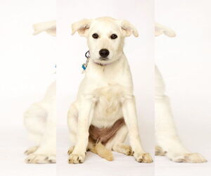 Anatolian Shepherd-Great Pyrenees Mix Dogs for adoption in Brooklyn Center, MN, USA