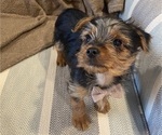 Small #11 Yorkshire Terrier