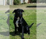 Small #3 Labrador Retriever Mix
