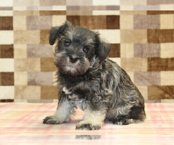 Medium Photo #1 Schnauzer (Miniature) Puppy For Sale in DENVER, PA, USA