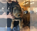 Small Photo #10 Airedale Terrier Puppy For Sale in FLAGSTAFF, AZ, USA