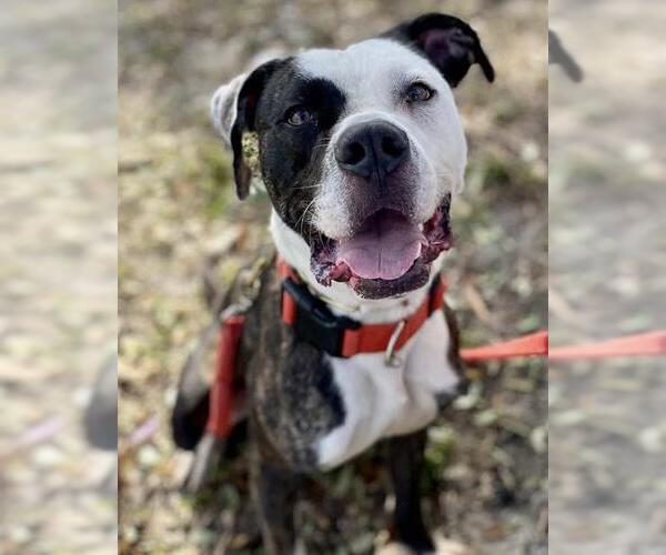 Medium Photo #2 Staffordshire Bull Terrier Puppy For Sale in Palmetto, FL, USA