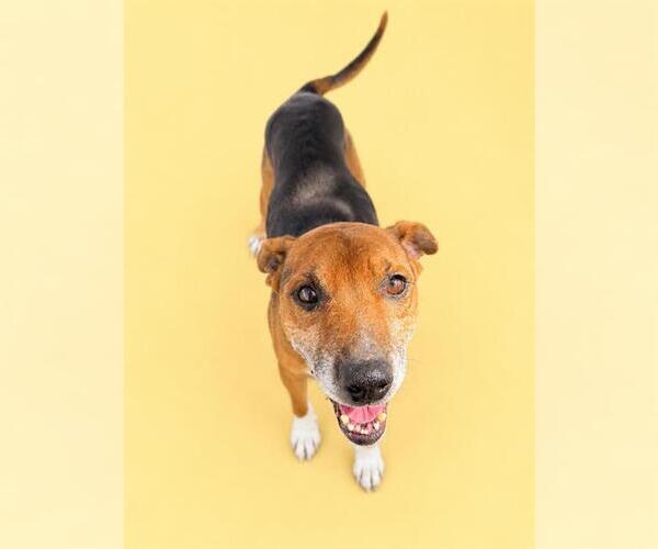 Medium Photo #2 Mutt Puppy For Sale in HESPERIA, CA, USA