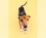 Small #1 Mutt