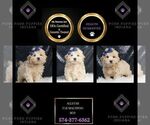 Puppy Allstar F1B Maltipoo