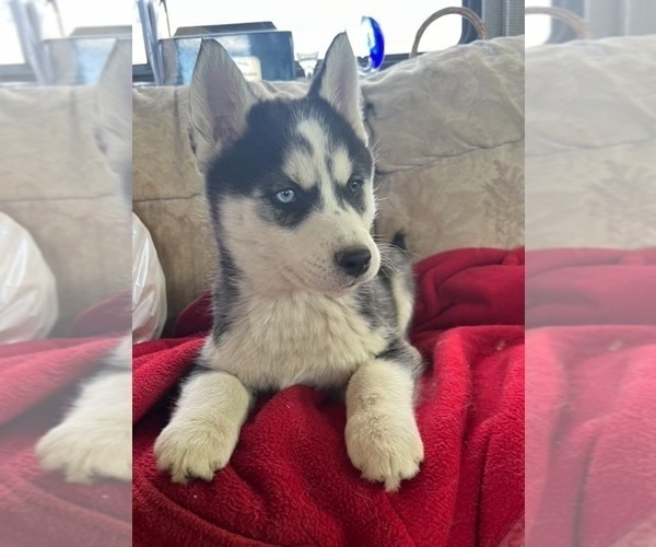 Medium Photo #3 Siberian Husky Puppy For Sale in PINON HILLS, CA, USA