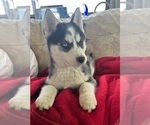 Small Photo #3 Siberian Husky Puppy For Sale in PINON HILLS, CA, USA
