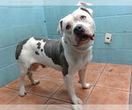 Small American Pit Bull Terrier Mix