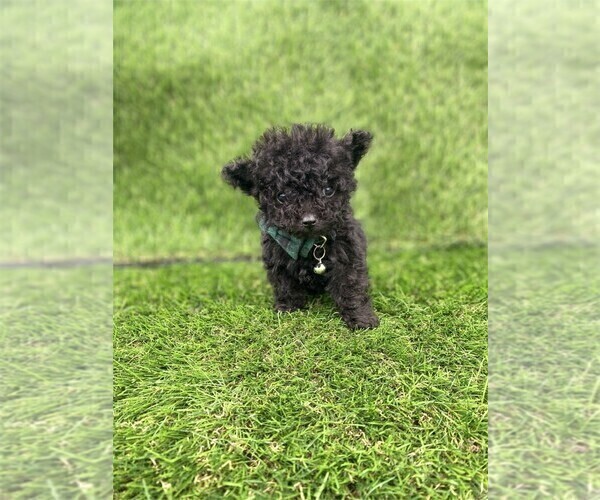 Medium Photo #5 Poodle (Toy) Puppy For Sale in MIAMI, FL, USA