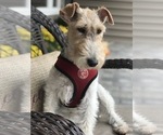 Small #1 Wire Fox Terrier