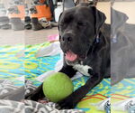 Small #9 Mastiff