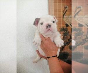 English Bulldog Puppy for sale in SAN DIEGO, CA, USA