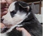 Small Photo #2 Alaskan Husky Puppy For Sale in GATESVILLE, TX, USA
