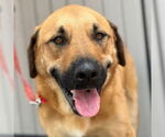 Small Great Pyrenees Mix