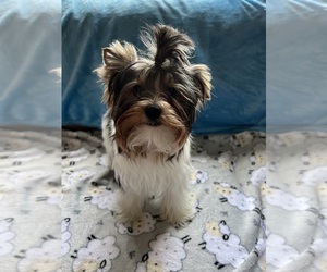Biewer Terrier Puppy for sale in SOUTHWICK, MA, USA