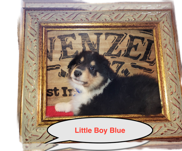Medium Photo #1 Collie Puppy For Sale in BATTLE CREEK, MI, USA