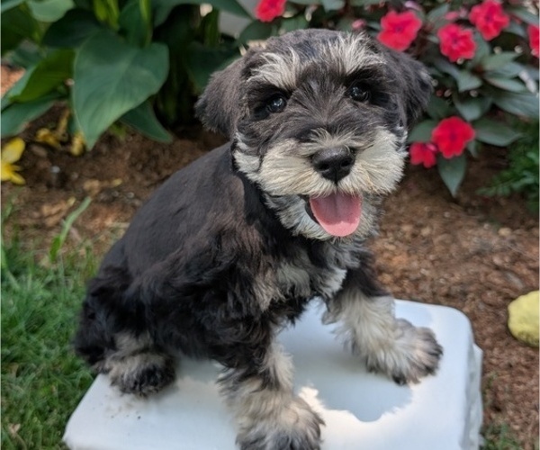 Medium Photo #17 Schnauzer (Miniature) Puppy For Sale in GOSHEN, IN, USA