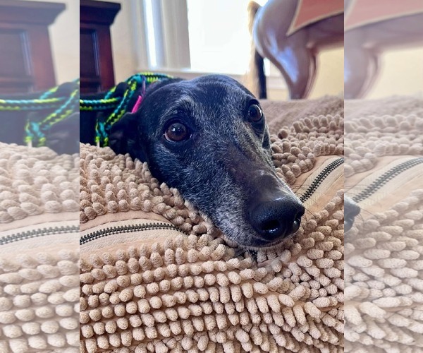 Medium Photo #2 Greyhound Puppy For Sale in Cherry Hill, NJ, USA