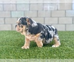 Small Photo #32 English Bulldog Puppy For Sale in FRESNO, CA, USA