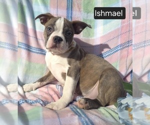 Boston Terrier Puppy for sale in MINERAL WELLS, WV, USA